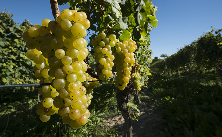 UvaMoscato