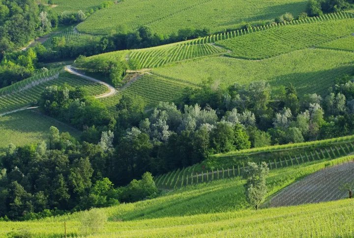 Vineyards in Piedmont © LianeM