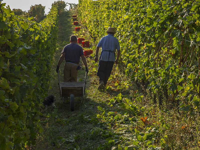 Asti docg 2016 vendemmia